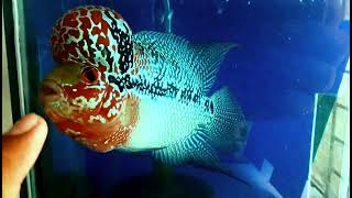 Cute face ZZ Flowerhorn