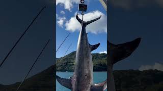 Great Barrier Island Swordfish being weighed in. 109kg first Sword for Angler! #fishing #swordfish