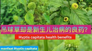 很多人还不知道的神奇頭花香苦草(吊球草)。Hyptis capitata health benefits.manfaat Hyptis capitata。