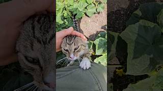 Kot strażnik ogrodu 🙂🐈🐱🥒