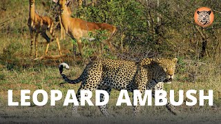 Kruger Safari | Surprising Leopard Kill