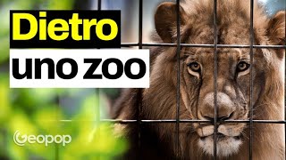 Come funziona uno zoo in regola e da dove arrivano gli animali? Sfatiamo alcuni luoghi comuni