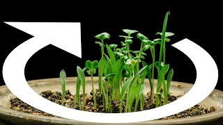 Bird seeds germinating and growing in rotating pot - Time-lapse [4K]