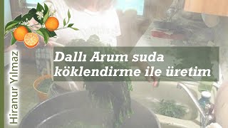 Dallı Arum suda köklendirme ile üretim