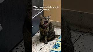 Exam time #kittty #cuteanimal #catlover #cutecat #cattys #kitten #cutepet #shortsvideo