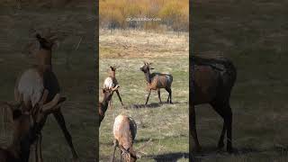 Bull Elk Boxing