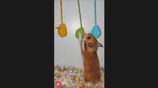 Hamster Challenge Eating Carrot Wool Eggs🐹🧶