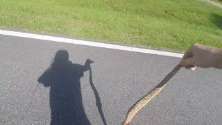 eastern diamondback rattlesnake roadkill