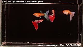 SKY RED ALBINO GUPPY