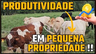 PRODUTIVIDADE EM PEQUENA PROPRIEDADE !