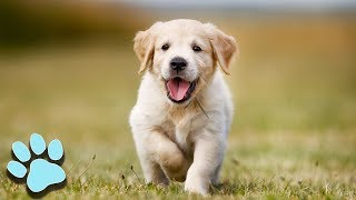 Cutest Puppies Ever! | Try Not To Awww Challenge 