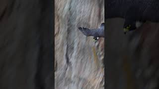 Peregrine falcons  take off  of the cliffs #birds #falcons #photography #youtubeshorts #wildlife