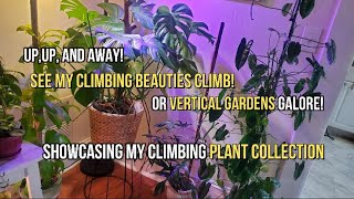 Climb High, Climbers High! A Tour of My Stunning Vertical Garden