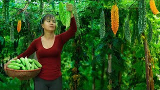 Harvest Bitter Gourd Goes To Market Sell - Take Care Chickens | Phuong Daily Harvesting