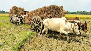 Loaded Car // Plowing paddy through the mud // Paddy loaded from deep mud