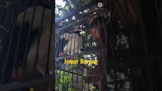 Jemur Burung #shorts