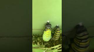 Monarch Caterpillar Transforming