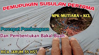 UMUR 35 HST - PEMUPUKAN SUSULAN PERTAMA PERBANYAK PEMBUNGAAN DAN BAKAL BUAH