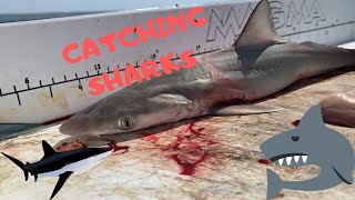 SHARK ALMOST BIT ME FISHING - CATCHING 9 ENORMOUS SHARKS IN HILTON HEAD SOUTH CAROLINA