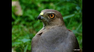 Raptorwatching: an adult Shikra (female)