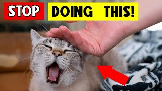 WARNING: You Need to Know THIS Before Petting Your Cat’s Head! YOU'LL BE SURPRISED! 🔥