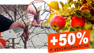 Промышленная ОБРЕЗКА яблоневого сада | +50% К УРОЖАЙНОСТИ