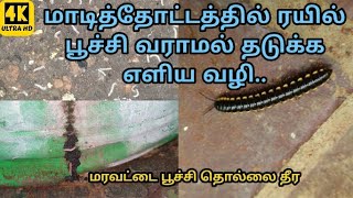 மாடித்தோட்டத்தில் ரயில் பூச்சி வராமல் தடுக்க l மரவட்டை தொல்லை தீர l yellow spotted millipede insect