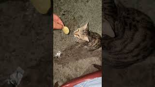 Cat Advance than me #youtube #cat