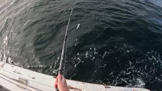 A mackerel walks into a pollock bucket - Eastman's Fishing