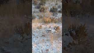 Mule deer in Cody Wyoming October 2019(2)