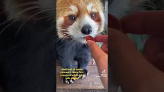 #reels #fyp #panda #shorts #youtubeshorts #viral #trending #animals #mothernature #recommended #here