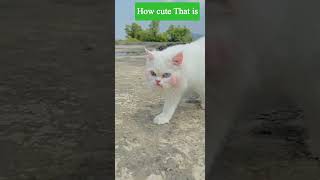 trending cat reel Blue eyes | #cat #catshorts #cutecat | so cute cat | viral on instagram