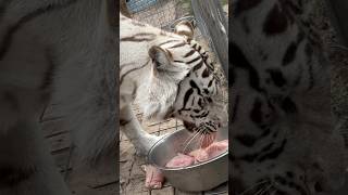 White Tiger Eating!