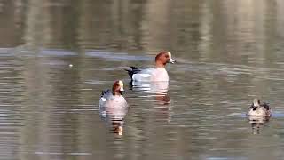 Eurasian wigeon ducks breed