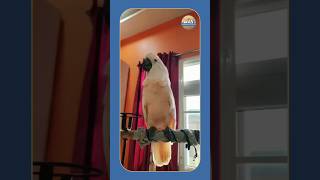 Moluccan cockatoo ❤️ #explore #birds #animals #wildlife #shorts #ytshorts #cute #cockatiels