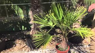 Chusan Palm – A Tough Palm Tree With An Appealing Look