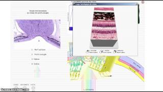 La rétine et le rôle des photorécepteurs