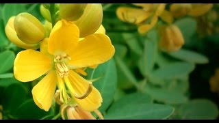 Botanic  - Cassia Senna pendula