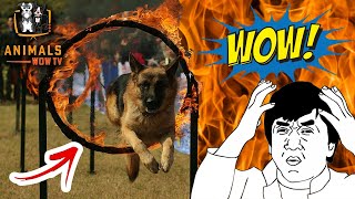 Top 10 Most Amazing Dog Obstacle Courses ever seen