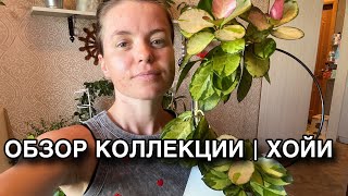 ОБЗОР коллекции хой | ХОЙИ