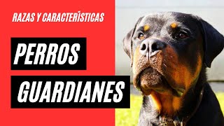 🐕 Las Razas de PERROS GUARDIANES Más Leales y Protegidos 🛡️ | Quiero a mi perro ❤️