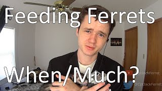 Feeding Ferrets! When & How much + Lots of Cute Playtime!