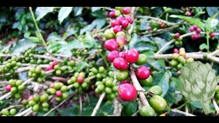 The Journey of a Coffee Bean | Potluck Video