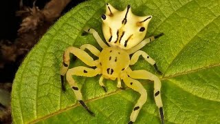 A Bizarra Aranha Flor crabSpider (Epicadus heterogaster) Thomisidae