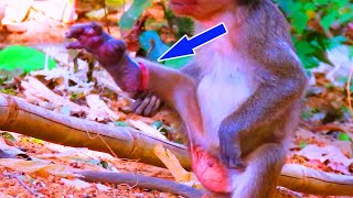 Too poor tiny baby monkey the life of poor baby crawled with difficulty by leg Injury