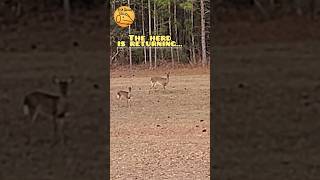 Deer POSED for Food?! #shorts #youtubeshorts #viral #nature #trending