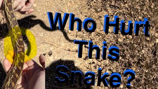 Is It OK To Pick Up Wild Snakes?