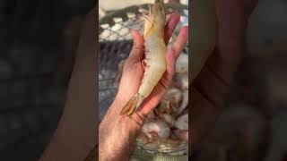 Gigantic Persian Prawns