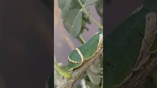 Leaf insect Mimicry