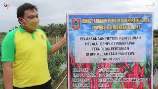 DEMPLOT CABAI MERAH BPP MANTEWE - Novianor Firdaus, SP